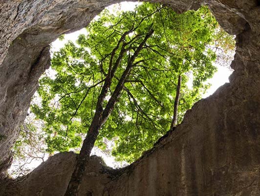 Baum wächst aus Höhle im Naturpark Thal