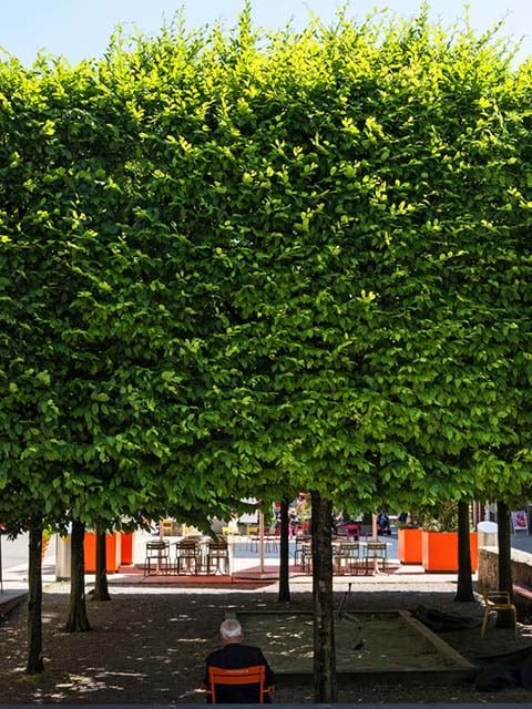Marktplatz in Grenchen, überdacht mit Bäumen